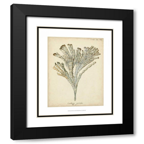 Coral Collection I Black Modern Wood Framed Art Print with Double Matting by Esper, Johann