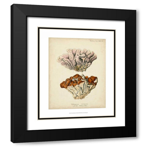 Coral Collection II Black Modern Wood Framed Art Print with Double Matting by Esper, Johann