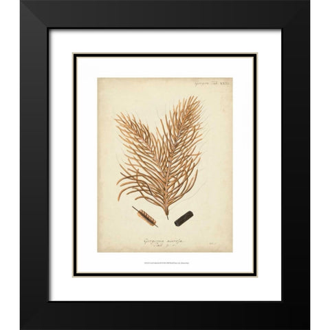 Coral Collection III Black Modern Wood Framed Art Print with Double Matting by Esper, Johann