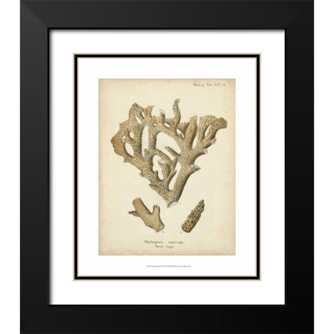 Coral Collection IV Black Modern Wood Framed Art Print with Double Matting by Esper, Johann