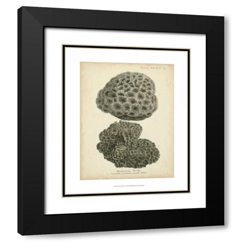 Coral Collection V Black Modern Wood Framed Art Print with Double Matting by Esper, Johann