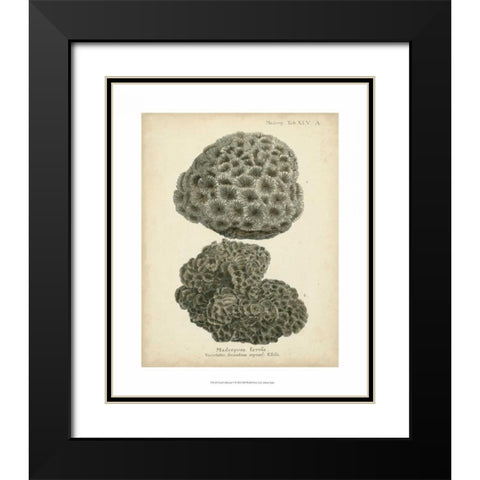 Coral Collection V Black Modern Wood Framed Art Print with Double Matting by Esper, Johann