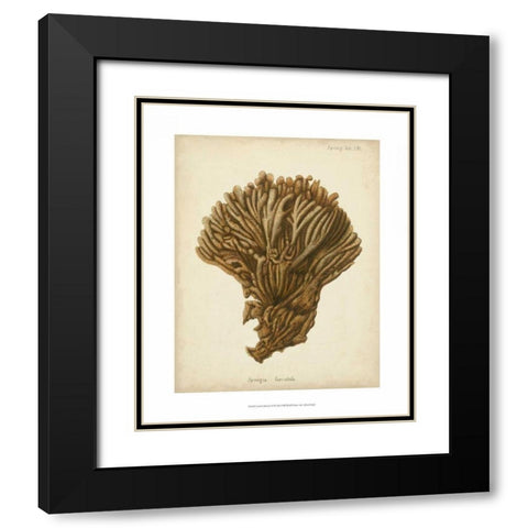 Coral Collection VI Black Modern Wood Framed Art Print with Double Matting by Esper, Johann