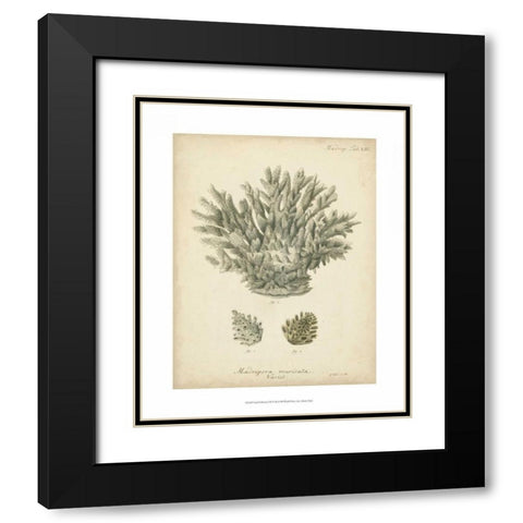 Coral Collection VII Black Modern Wood Framed Art Print with Double Matting by Esper, Johann