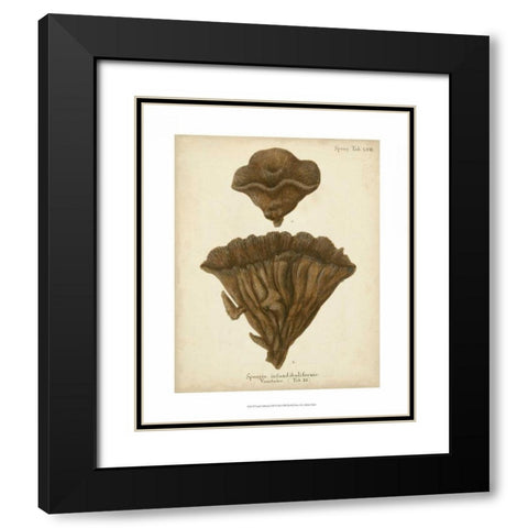 Coral Collection VIII Black Modern Wood Framed Art Print with Double Matting by Esper, Johann