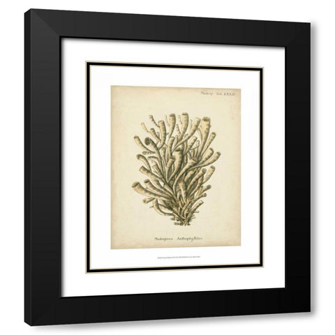 Coral Collection IX Black Modern Wood Framed Art Print with Double Matting by Esper, Johann