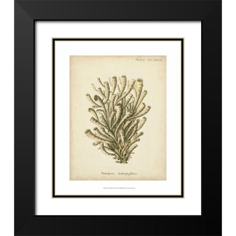 Coral Collection IX Black Modern Wood Framed Art Print with Double Matting by Esper, Johann