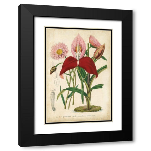 Summer Medley V Black Modern Wood Framed Art Print with Double Matting by Severeyns