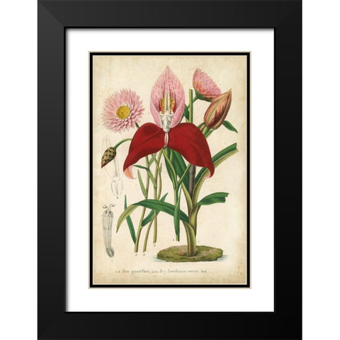 Summer Medley V Black Modern Wood Framed Art Print with Double Matting by Severeyns