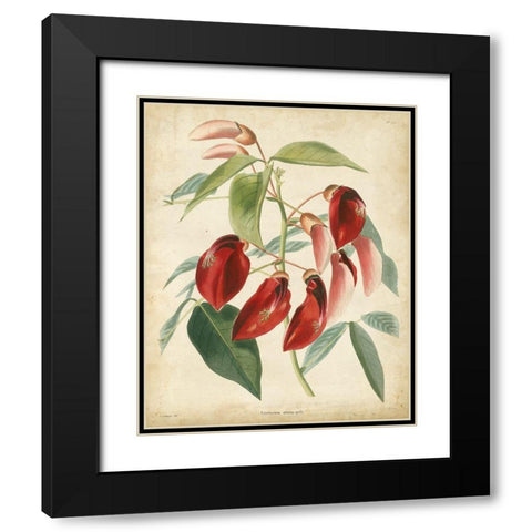 Tropical Floral I Black Modern Wood Framed Art Print with Double Matting by Edmonston and Douglas