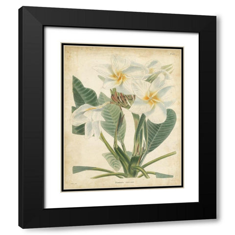 Tropical Floral II Black Modern Wood Framed Art Print with Double Matting by Edmonston and Douglas