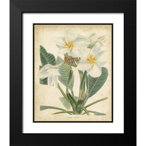 Tropical Floral II Black Modern Wood Framed Art Print with Double Matting by Edmonston and Douglas