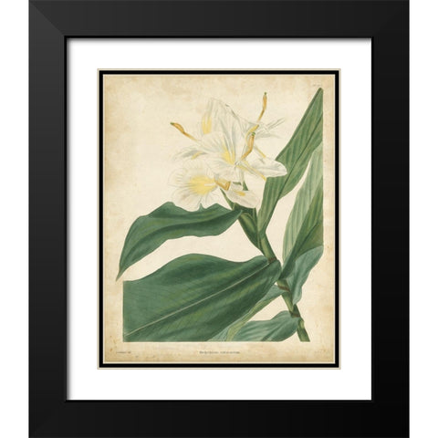 Tropical Floral IV Black Modern Wood Framed Art Print with Double Matting by Edmonston and Douglas
