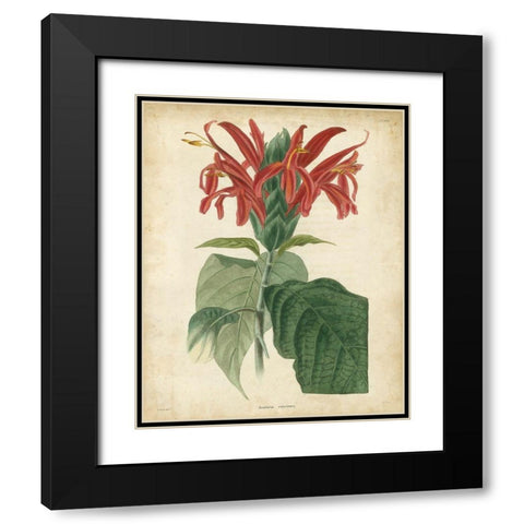Tropical Floral V Black Modern Wood Framed Art Print with Double Matting by Edmonston and Douglas