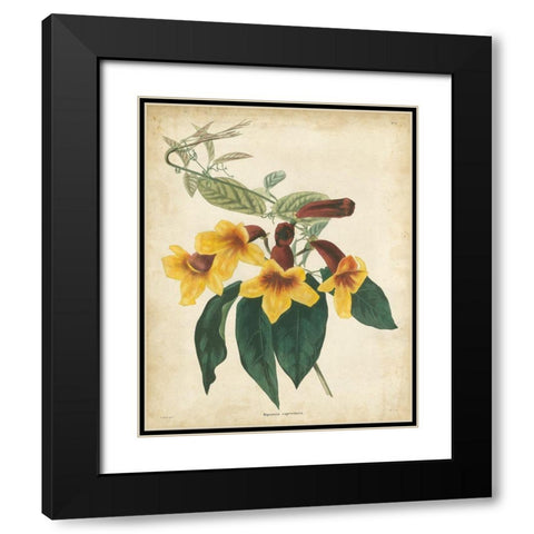Tropical Floral VI Black Modern Wood Framed Art Print with Double Matting by Edmonston and Douglas