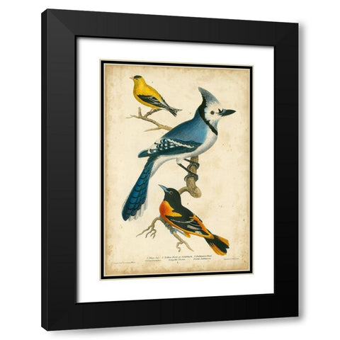 Wilsons Blue Jay Black Modern Wood Framed Art Print with Double Matting by Wilson, Alexander