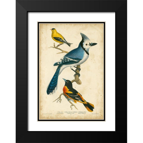 Wilsons Blue Jay Black Modern Wood Framed Art Print with Double Matting by Wilson, Alexander