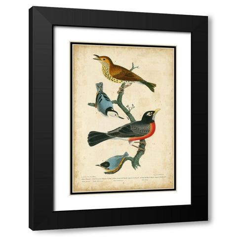 Wilsons Wood Thrush Black Modern Wood Framed Art Print with Double Matting by Wilson, Alexander