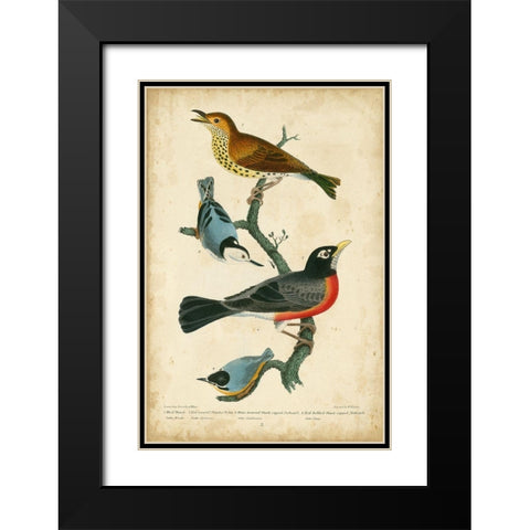 Wilsons Wood Thrush Black Modern Wood Framed Art Print with Double Matting by Wilson, Alexander