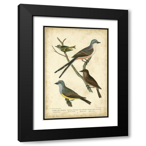 Wilsons Flycatcher Black Modern Wood Framed Art Print with Double Matting by Wilson, Alexander
