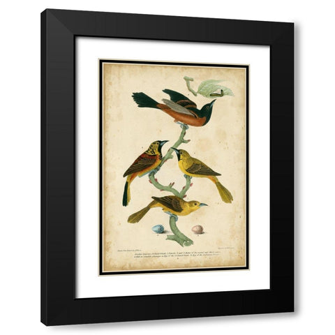 Wilsons Orchard Oriole Black Modern Wood Framed Art Print with Double Matting by Wilson, Alexander