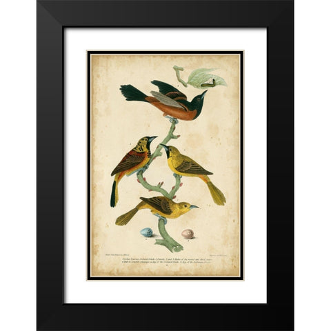 Wilsons Orchard Oriole Black Modern Wood Framed Art Print with Double Matting by Wilson, Alexander