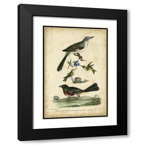 Wilsons Mockingbird Black Modern Wood Framed Art Print with Double Matting by Wilson, Alexander