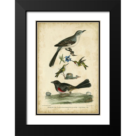 Wilsons Mockingbird Black Modern Wood Framed Art Print with Double Matting by Wilson, Alexander