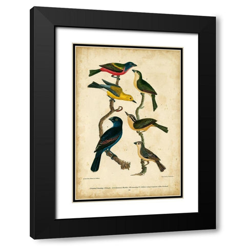 Wilsons Painted Bunting Black Modern Wood Framed Art Print with Double Matting by Wilson, Alexander