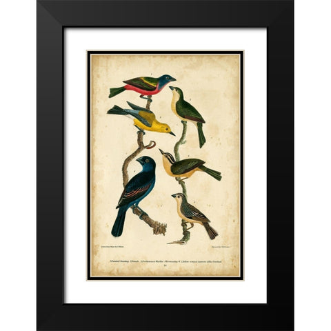 Wilsons Painted Bunting Black Modern Wood Framed Art Print with Double Matting by Wilson, Alexander