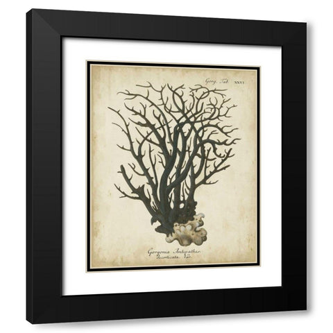 Esper Antique Coral I Black Modern Wood Framed Art Print with Double Matting by Esper, Johann