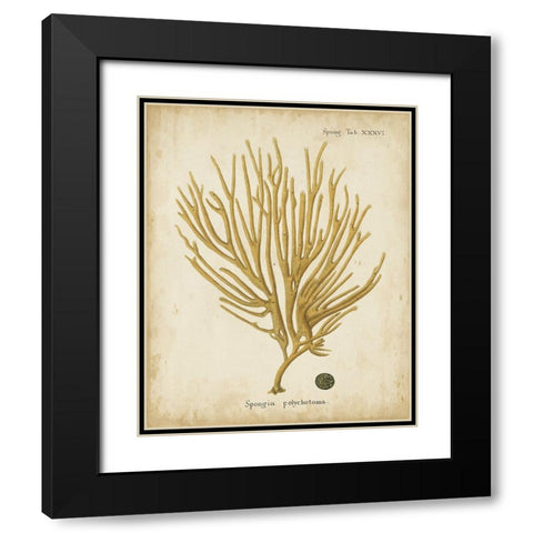 Esper Antique Coral IV Black Modern Wood Framed Art Print with Double Matting by Esper, Johann