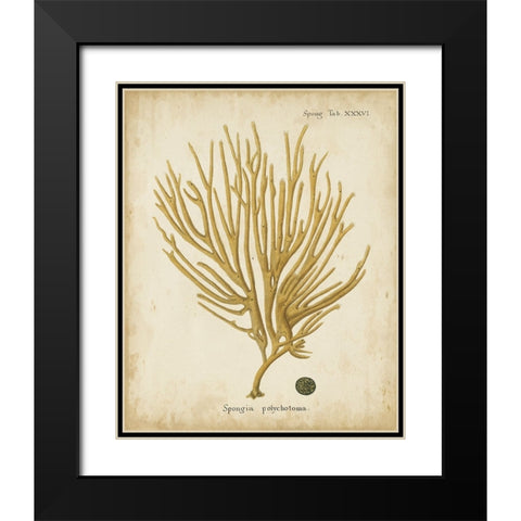 Esper Antique Coral IV Black Modern Wood Framed Art Print with Double Matting by Esper, Johann