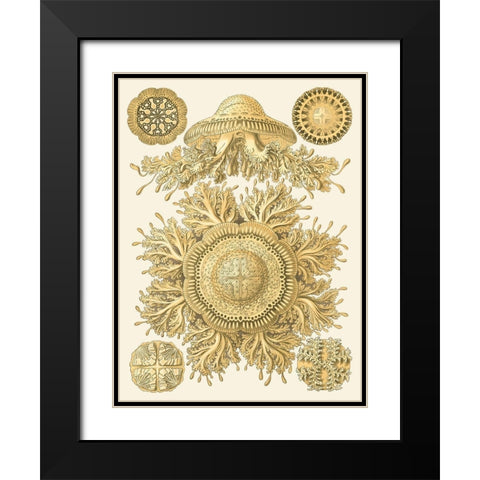Sophisticated Sealife I Black Modern Wood Framed Art Print with Double Matting by Haeckel, Ernst