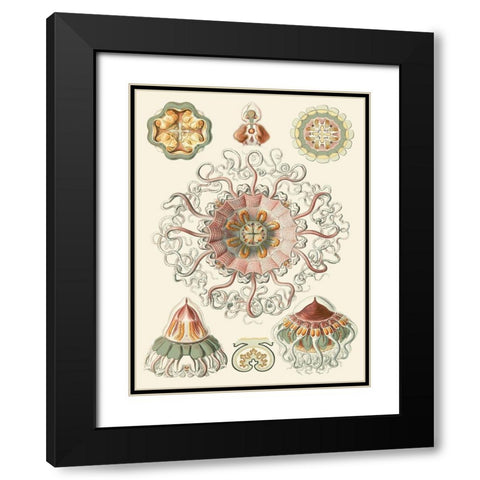 Sophisticated Sealife II Black Modern Wood Framed Art Print with Double Matting by Haeckel, Ernst