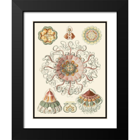 Sophisticated Sealife II Black Modern Wood Framed Art Print with Double Matting by Haeckel, Ernst