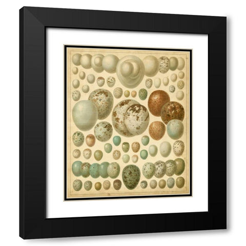 Vintage Bird Eggs I Black Modern Wood Framed Art Print with Double Matting by Meyers