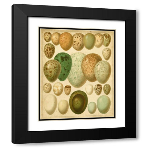 Vintage Bird Eggs II Black Modern Wood Framed Art Print with Double Matting by Meyers