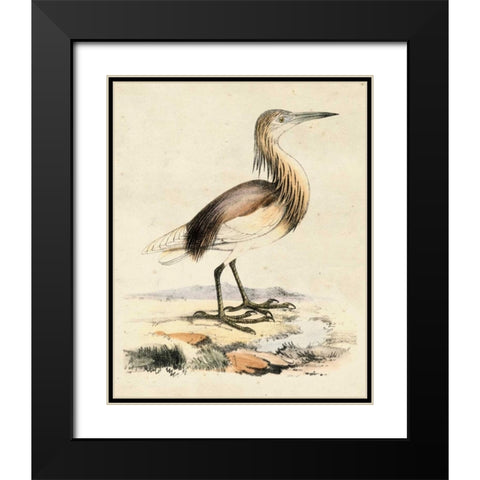 Antique Heron I Black Modern Wood Framed Art Print with Double Matting by Unknown