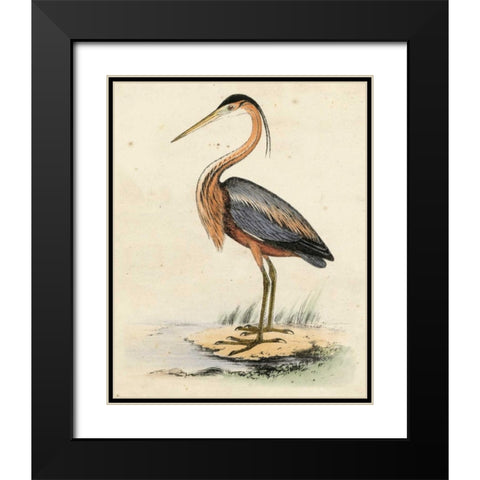 Antique Heron II Black Modern Wood Framed Art Print with Double Matting by Unknown