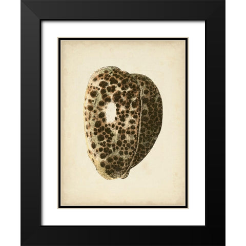 Sealife Collection III Black Modern Wood Framed Art Print with Double Matting by Vision Studio