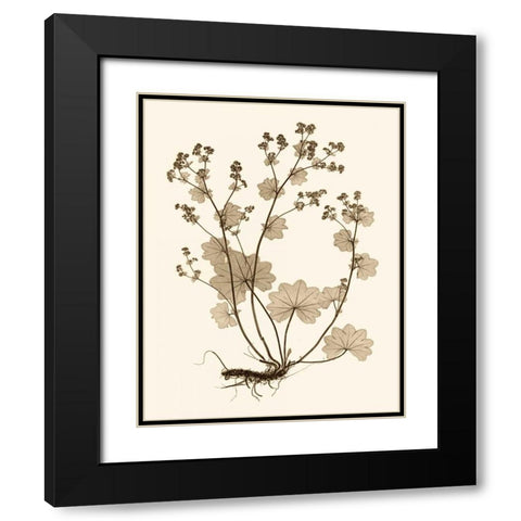 Sepia Nature Study I Black Modern Wood Framed Art Print with Double Matting by Vision Studio
