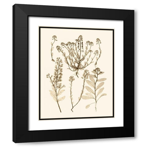 Sepia Nature Study III Black Modern Wood Framed Art Print with Double Matting by Vision Studio