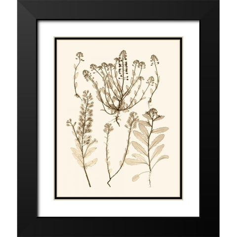 Sepia Nature Study III Black Modern Wood Framed Art Print with Double Matting by Vision Studio