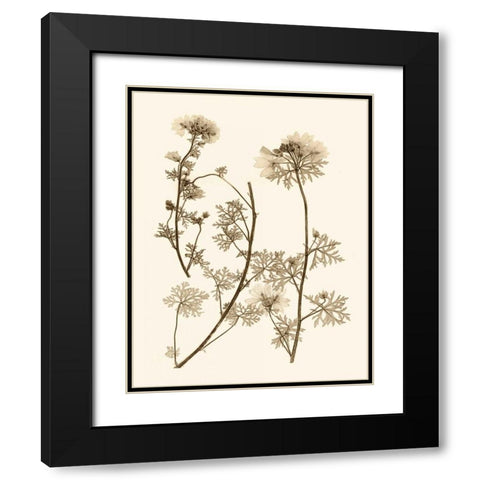 Sepia Nature Study IV Black Modern Wood Framed Art Print with Double Matting by Vision Studio