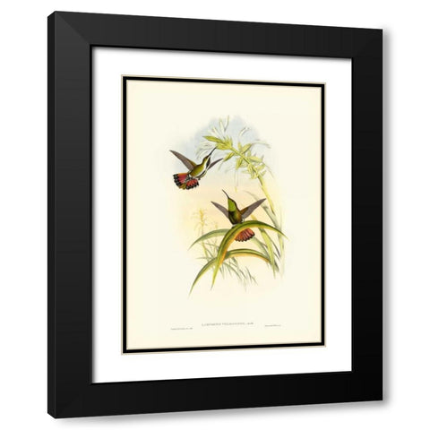 Gould Hummingbird I Black Modern Wood Framed Art Print with Double Matting by Gould, John