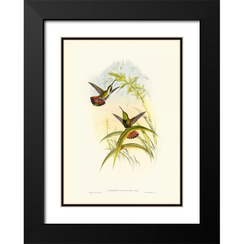 Gould Hummingbird I Black Modern Wood Framed Art Print with Double Matting by Gould, John