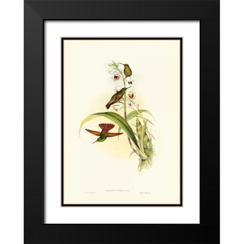 Gould Hummingbird II Black Modern Wood Framed Art Print with Double Matting by Gould, John