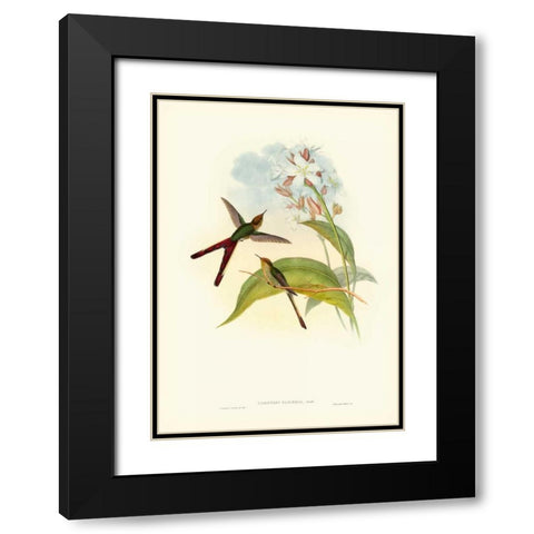 Gould Hummingbird III Black Modern Wood Framed Art Print with Double Matting by Gould, John