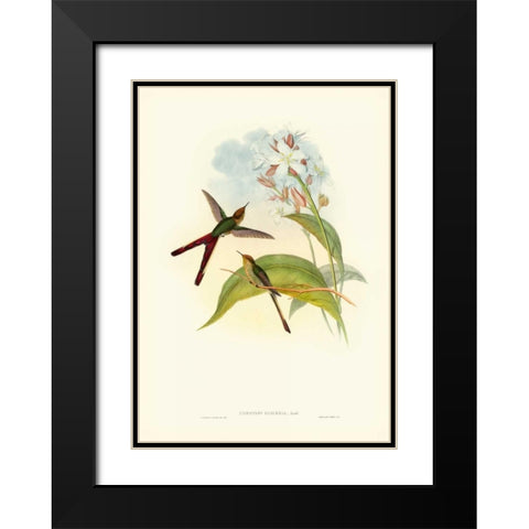 Gould Hummingbird III Black Modern Wood Framed Art Print with Double Matting by Gould, John